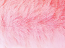 The Hair Of A Cat. Longhair Cat. Pink Fluffy Cat.
