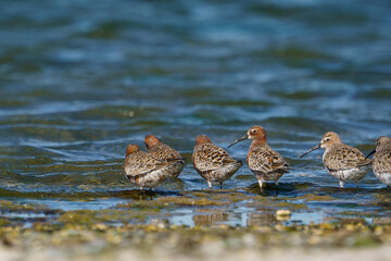 Poster - Curlew Sandpiper (Calidris ferruginea) feeding on the lake shore