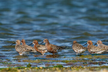 Poster - Curlew Sandpiper (Calidris ferruginea) feeding on the lake shore