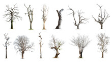 Collection Of Dead Tree,dry Tree, Isolated On White Background.