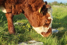 Cattle: Close Up Of Bullock Grazing In Rocky Field On Farmland In Rural Ireland In Summertime
