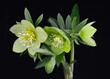 Helleborus odorus. Green flower hellebores, Helleborus odorus. 