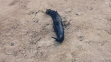 Black Slug (Arion Ater), Also Known As Black Arion, European Black Slug, Or Large Black Slug, Crawling Across A Dry Patch Of Dirt In A Garden.