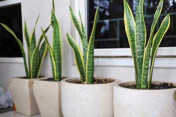 Sansevieria trifasciata (Dracaena trifasciata) is also known as sansevieria, snake plant, mother-in-law's tongue, mother-in-law's tongue which is effective as air neutralizer which is good for health