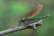 Weibchen der Blauflügel-Prachtlibelle - Calopteryx virgo