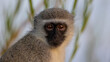 portrait of a vervet monkey