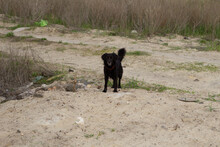 Black Dog Standing On The Sand