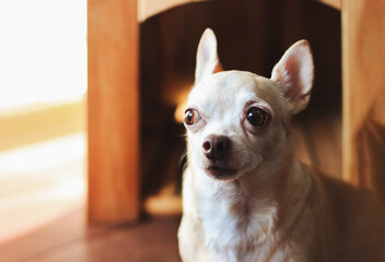 Wall Mural - brown  short hair  Chihuahua dog sitting in front of wooden dog house.