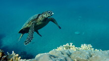 Hawksbill Sea Turtle (CR Species) Hawksbill Turtle - Eretmochelys Imbricata.