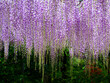 Japanese wisteria (Karasawayama, Tochigi, Japan)
