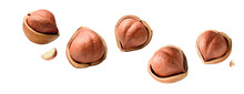 Full Hazelnut Fly On White Isolated With Clipping Path, Hazelnut Nut Isolated, Set Of Hazelnuts ,hazel Fall, Hazelnut Pieces In The Air