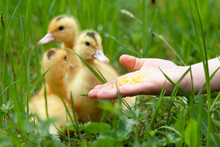 Feeding Small Ducklings Mulard From The Hand.