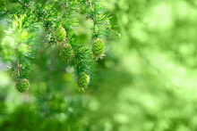 Young Larch Tree Cones On Fluffy Gentle Needles Green Branches Close Up, Abstract Natural Background. Tree Larix Decidua Pendula. Spring Season. Young Cone Are Used Medicine In Homeopathy, Naturopathy