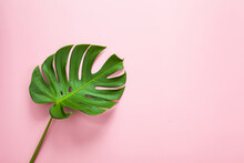 Natural Green Monstera Leaf On Pastel Pink Background, Tropical Leaf.