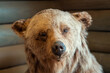 Close-up photo of a stuffed brown grizzly bear head looking at camera. Taxidermy of wild animals concept.