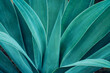 © Nabodin - closeup agave cactus, abstract natural pattern background and textures