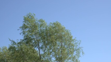 Wall Mural - Willow branches sway in the wind against the sky.