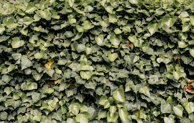 Wall Mural - Green ivy leaves background