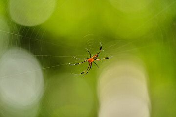 Wall Mural - pear-shaped opadometa leucauge fastigata