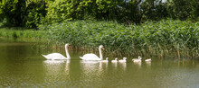 Swan Family With Young Fluffy Swans Swimming In Pond