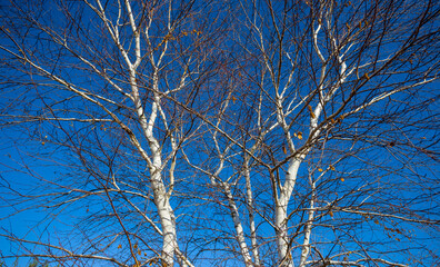 closeup birch tree on blue sky background