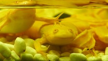 Two Small Yellow Golden Frogs In Clear Water. Golden Poison Frogs.