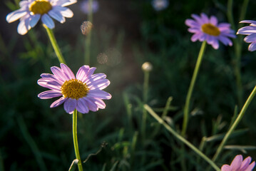 Wall Mural - Daisies in the backlight of sunset