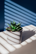 Green Succulent In Concrete Plant Pot With Decorative Shadows On A Blue Wall And Table Surface In Home Interior. Game Of Shadows On A Wall From Window At The Sunny Day. Minimalist Vertical Background.