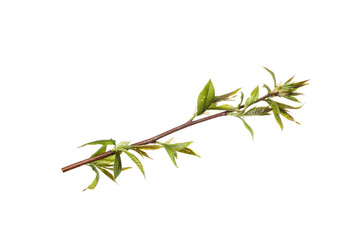 Canvas Print - tree branch with young green leaves isolated on white background