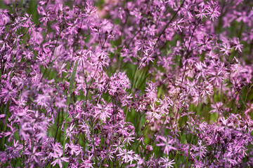 Wall Mural - Ragged-robin flowers as background. Flowering meadow, lychnis flos-cuculi. Spring flower.