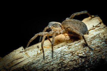 Wall Mural - big-eyed spider is looking for prey, the wolf spider is on the hunt, Lycosidae, family of araneomorphic spiders from the Entelegynae series