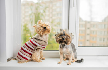 two Yorkshire terrier dogs are sitting on the windowsill by the window. The dogs want to go for a walk.