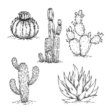 Cactus Dessert Set Sketch Hand Drawn Vector Desert Flower, Western Plant, Cacti Succulent, Organic Vintage Black Line Illustration