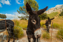 Domestic Donkey In The Field, Farm Donkeys, Domestic Animals