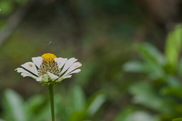 Wall Mural - Common zinnia, one of the flowers that is easy to grow in tropical climates. Naturally colorful flowers