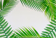 © jisoon - pink palm leaves background-1