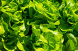 Draufsicht auf frischen Kopfsalat im Freien. Bildhintergrund, grünes Gemüse.
