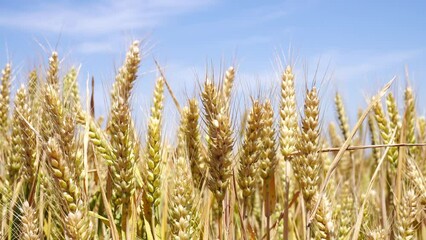 Wall Mural - Golden wheat ears