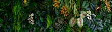 Group Background Of Dark Green Tropical Leaves ( Monstera, Palm, Coconut Leaf, Fern, Palm Leaf,bananaleaf) Panorama Background. Concept Of Natu