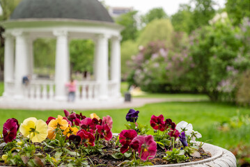 summer park with blooming flowers and blurred white rotunda on background