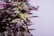 cannabis flower marijuana bud with trichomes