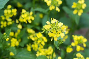 Sinapis arvensis, charlock mustard yellow flowers closeup selctive focus