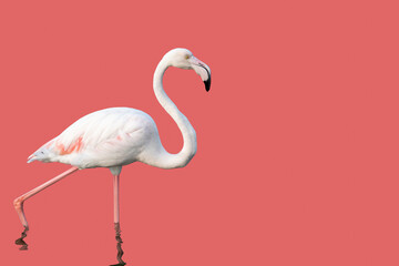 Wall Mural - Isolated Flamingo against pink background with copy space, horizontal shot