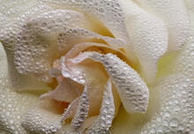 Close-up Of A White Rose With Water Drops