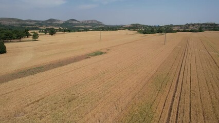 Sticker - Golden wheat wheat is ripe in summer