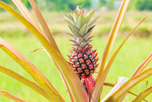 Pineapple Tree,Tropical Fruit Pineapple Growing In The Garden Space For Meat,Red Small Pineapple 