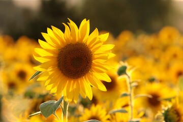 Fotomurales - Sunflower - Helianthus annuus at sunset