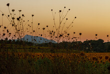 Reeds At Sunset