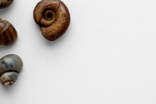 Snail Shells Isolated On White Background