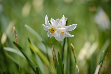 Wall Mural - Plavski rovt in Slovenia blooming with white narcissus flowers